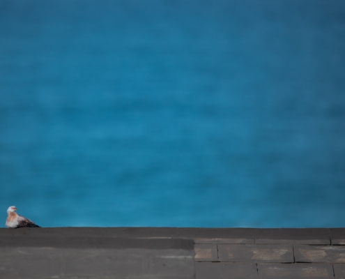2 Star - Phillip Lennon - 'ROCK DOVE ON SLATE'