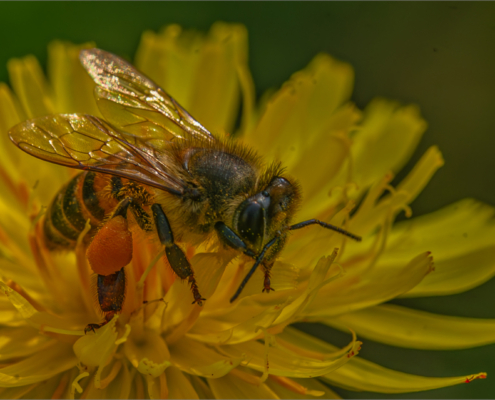 Pollen sacks