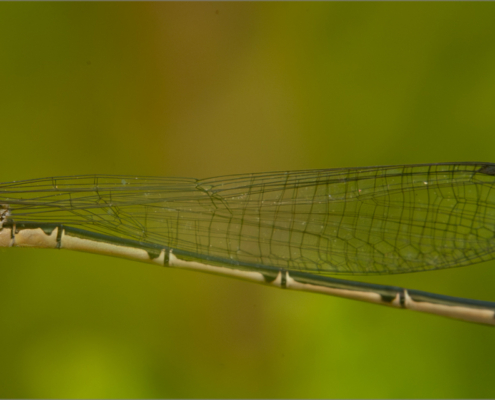 Damsel not in distress