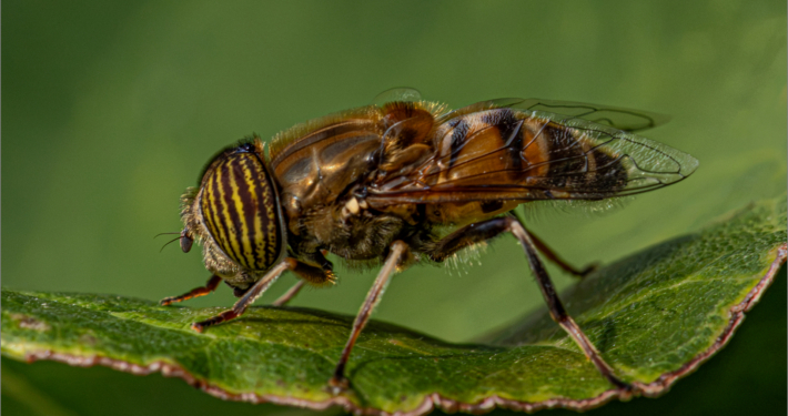 Band eyed drone fly