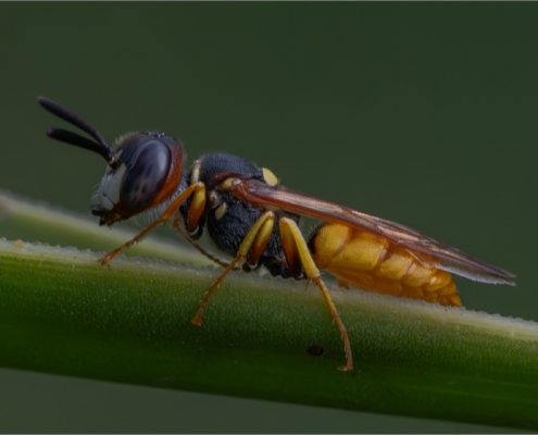Hornet side view