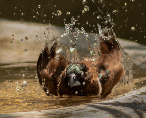 3 Star - Brian Riggien - 'Splish Splash'