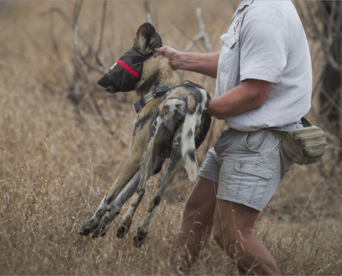 3 Star - Sandy Reinders - 'The collaring of a Wild Dog'