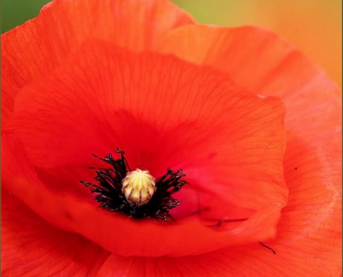 4 Star - Toi Skellern - 'Poppy'