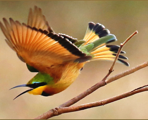 4 Star - Toi Skellern - 'A flash of color'