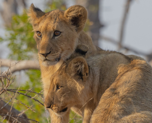 4 Star - michael skellern - 'Lion siblings'