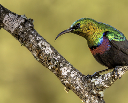 M1 Star - Tim Gould - 'Sunbird colour'