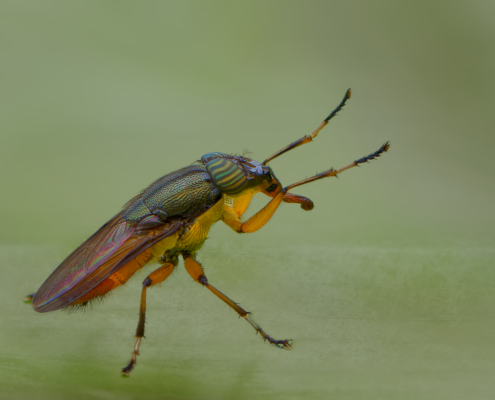 IMG_7692_DxO early morning jig cm