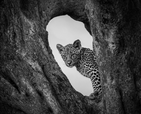 M2 Star - Nerissa Naidoo - 'Peek a Boo'