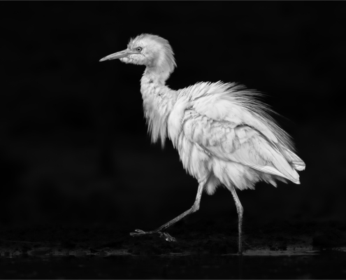 M2 Star - Nerissa Naidoo - 'Egret on the Go'