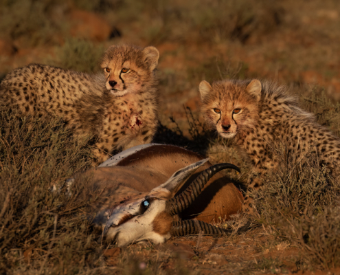 M2 Star - Nerissa Naidoo - 'Cubs at a Kill'