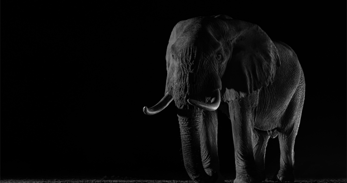 M2 Star - Nerissa Naidoo - 'Ellie in the Dark'