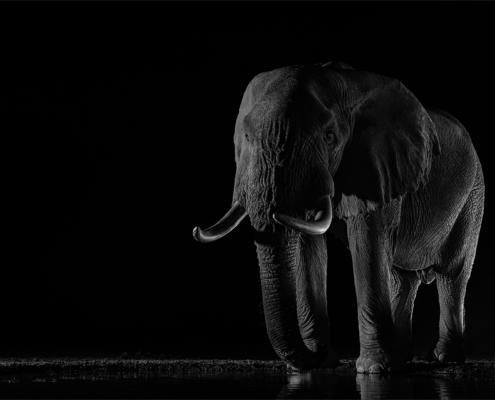 M2 Star - Nerissa Naidoo - 'Ellie in the Dark'