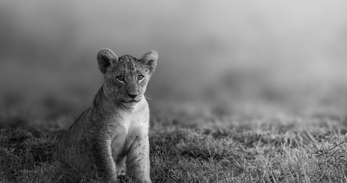 M2 Star - Nerissa Naidoo - 'Cub in the Mist'