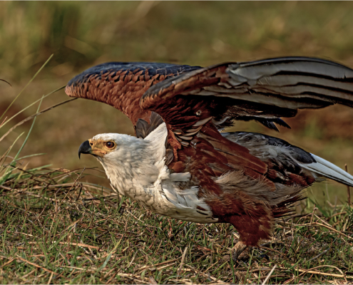 M2 Star - Rhona Sellschop - 'Cleared for take off'