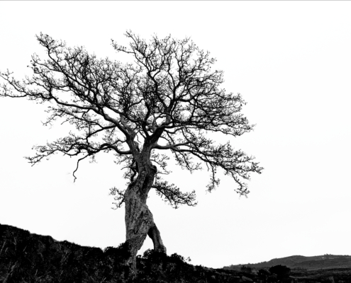 M3 Star - Faan Behrens - 'Hollow tree'