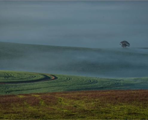 M4 Star - Henry Oppel - 'SUNRISE IN THE VALLEY tree HD.jpg'