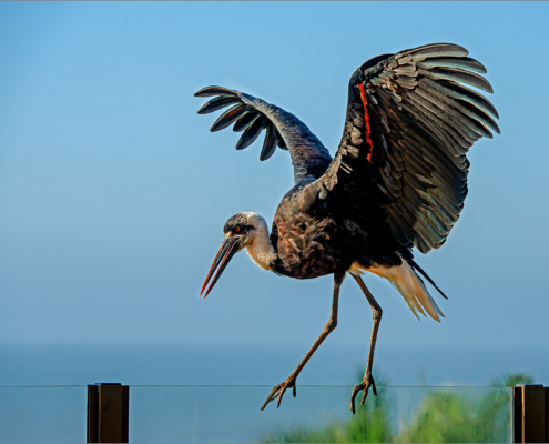 M4 Star - Jacques Sellschop - 'Our daily visitor'