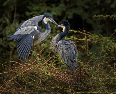 M4 Star - Jacques Sellschop - 'The nest'