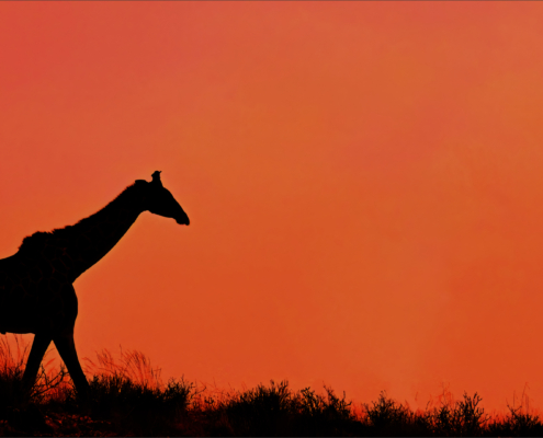 M5 Star - Kathy Kay - 'giraffe negative space'