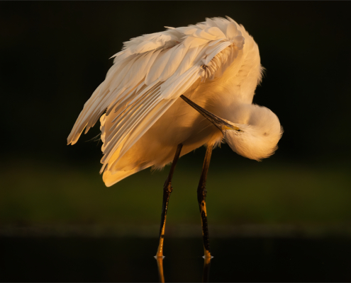 M5 Star - Kathy Kay - 'egrit preening at the waterhole'